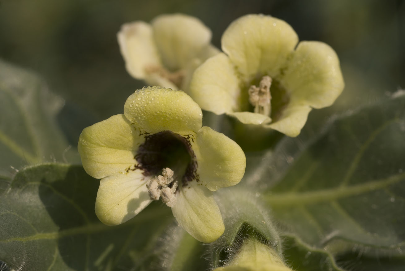 Hyoscyamus albus / Giusquiamo bianco